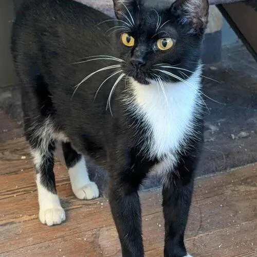A young medium-sized female Domestic Short Hair cat named Sissy for adoption in Canal Winchester, OH
