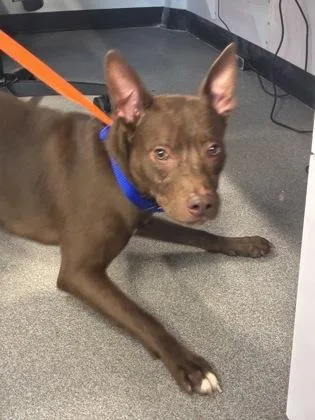 An adult medium-sized male Mixed Breed dog named Molassis for adoption in West Chester, PA