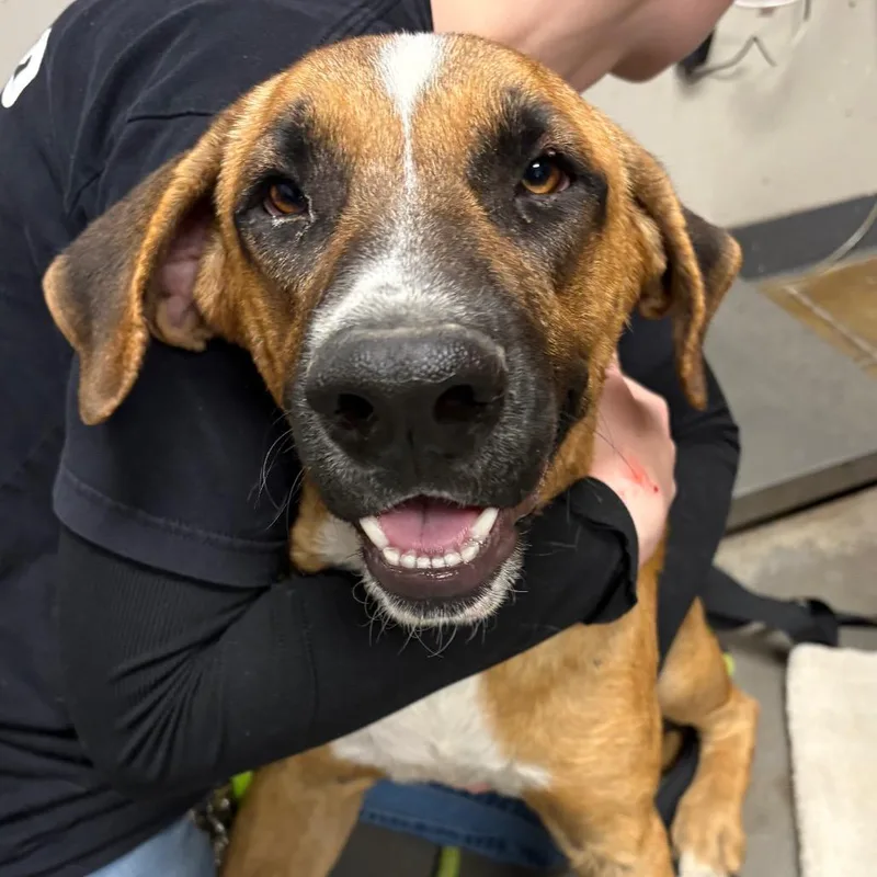 An adult large-sized male Brown / Chocolate Labrador Retriever dog named Junior for adoption in Yuma, AZ