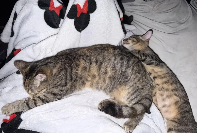 A young medium-sized female American Shorthair cat named Chowdah for adoption in Maitland, FL