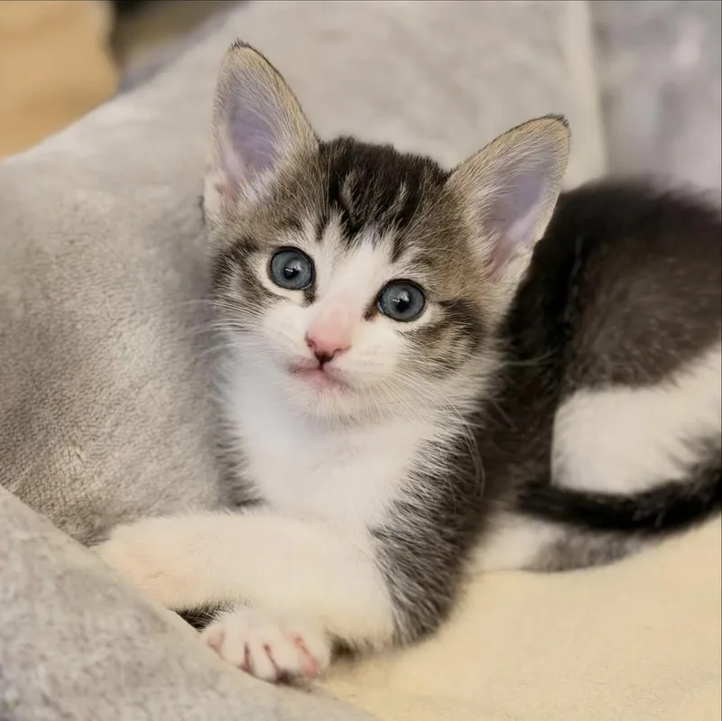 A baby medium-sized male Tabby (Brown / Chocolate) Domestic Short Hair cat named Java for adoption in Mission Viejo, CA