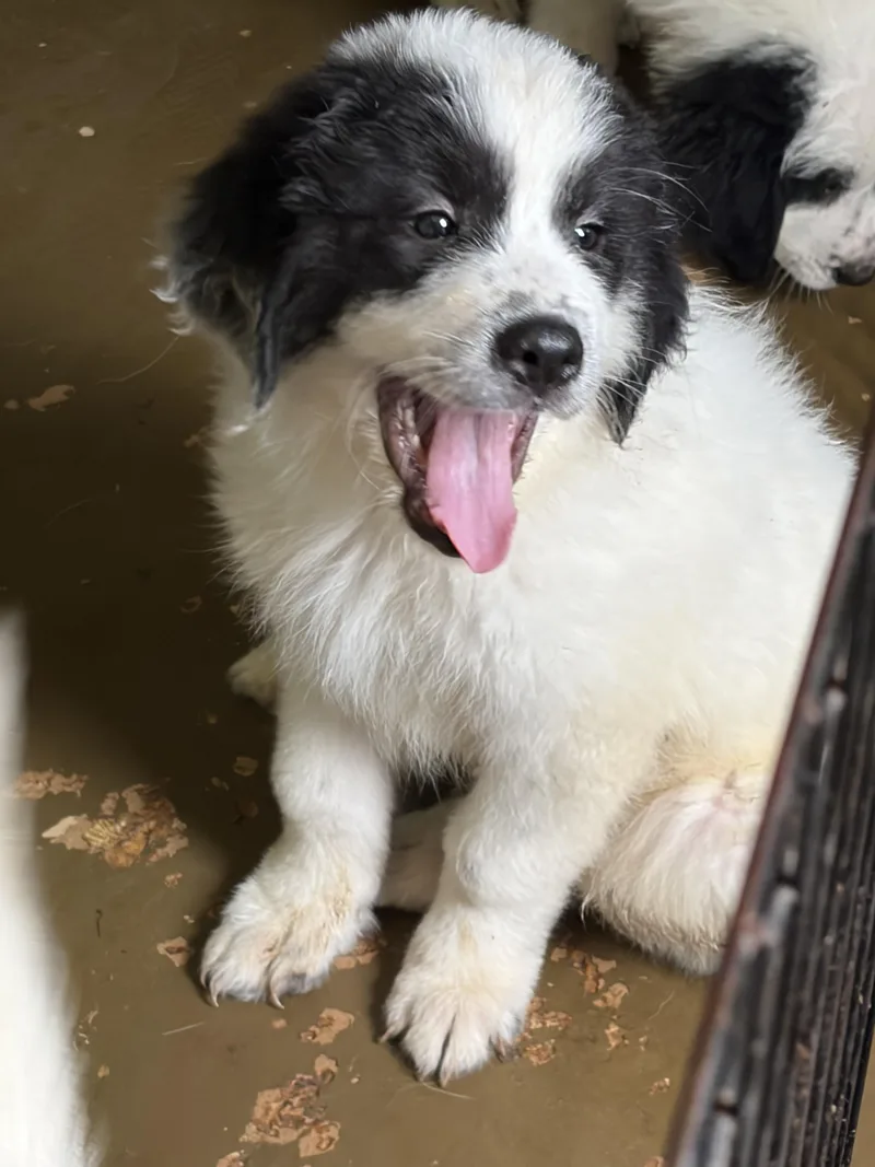 A baby large-sized female Great Pyrenees dog named Spirit for adoption in Lorida, FL