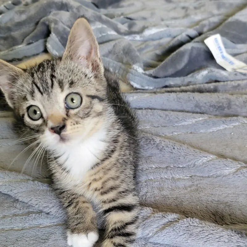 A baby small-sized male Domestic Short Hair cat named Bennett for adoption in Cumming, GA