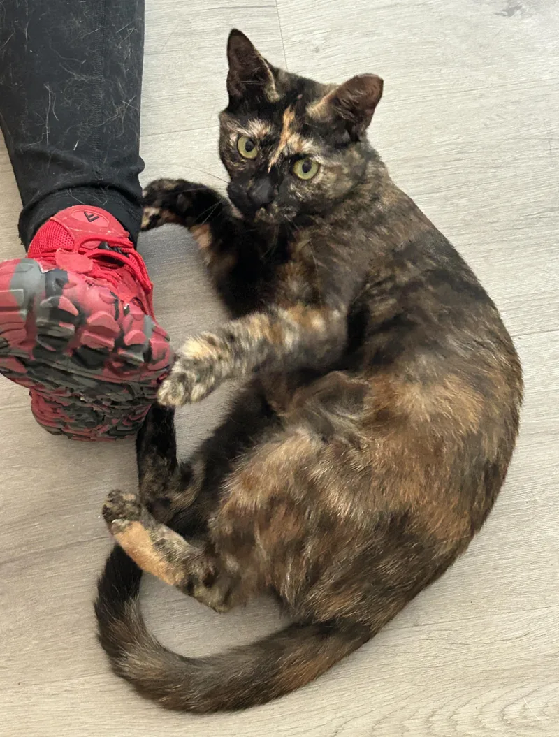 An adult medium-sized female Tortoiseshell cat named Starr for adoption in LAMPASAS, TX
