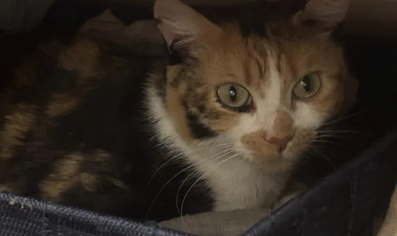 A young small-sized female Domestic Short Hair cat named Tina for adoption in Minneapolis, MN