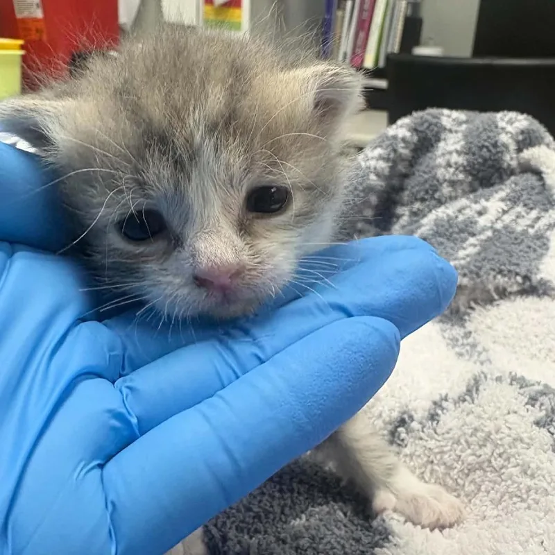 A baby small-sized male Domestic Medium Hair cat named Sammy for adoption in Grand Rapids, MI