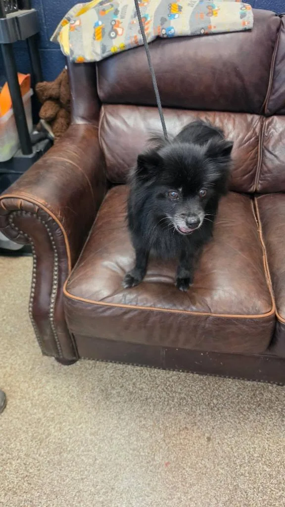 A senior small-sized female Pomeranian dog named Billie Jean for adoption in Maryville, TN