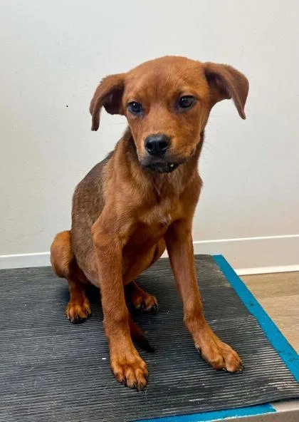 A baby small-sized female Brown / Chocolate Cane Corso dog named Tweety for adoption in Annapolis, MD