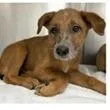 A baby medium-sized female Brown / Chocolate Hound dog named Squirtle for adoption in Clearwater, FL
