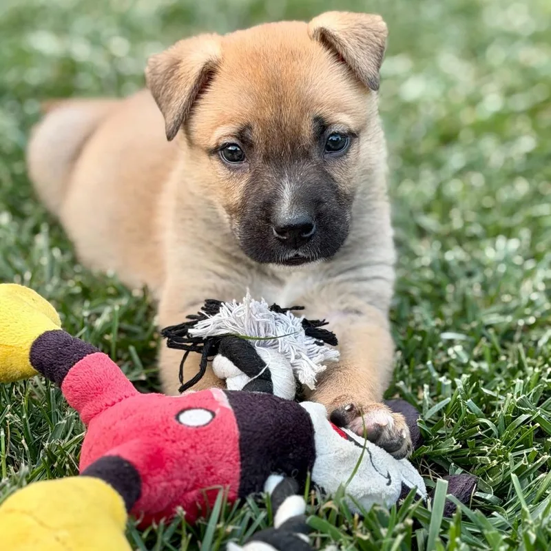 A baby small-sized male Yellow / Tan / Blond / Fawn Cattle Dog dog named Spongebob for adoption in Riverside, CA