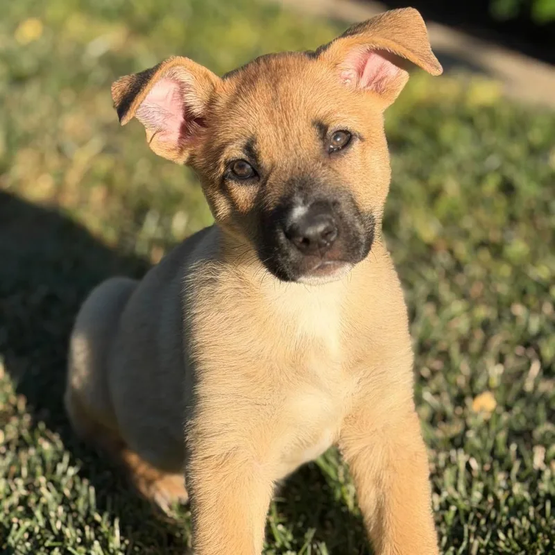 Spongebob thumbnail 2