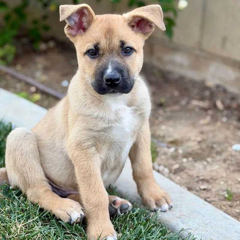 Spongebob thumbnail 3