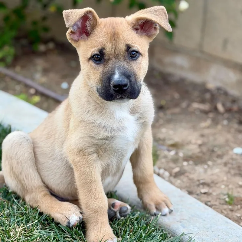 Spongebob thumbnail 4