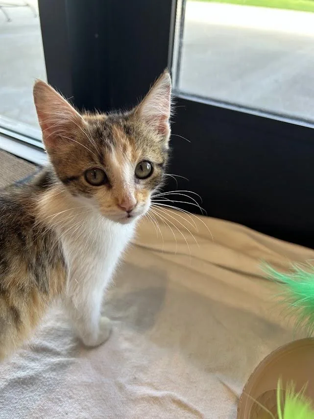 A baby medium-sized female Calico Domestic Short Hair cat named Melissa for adoption in Effingham, IL