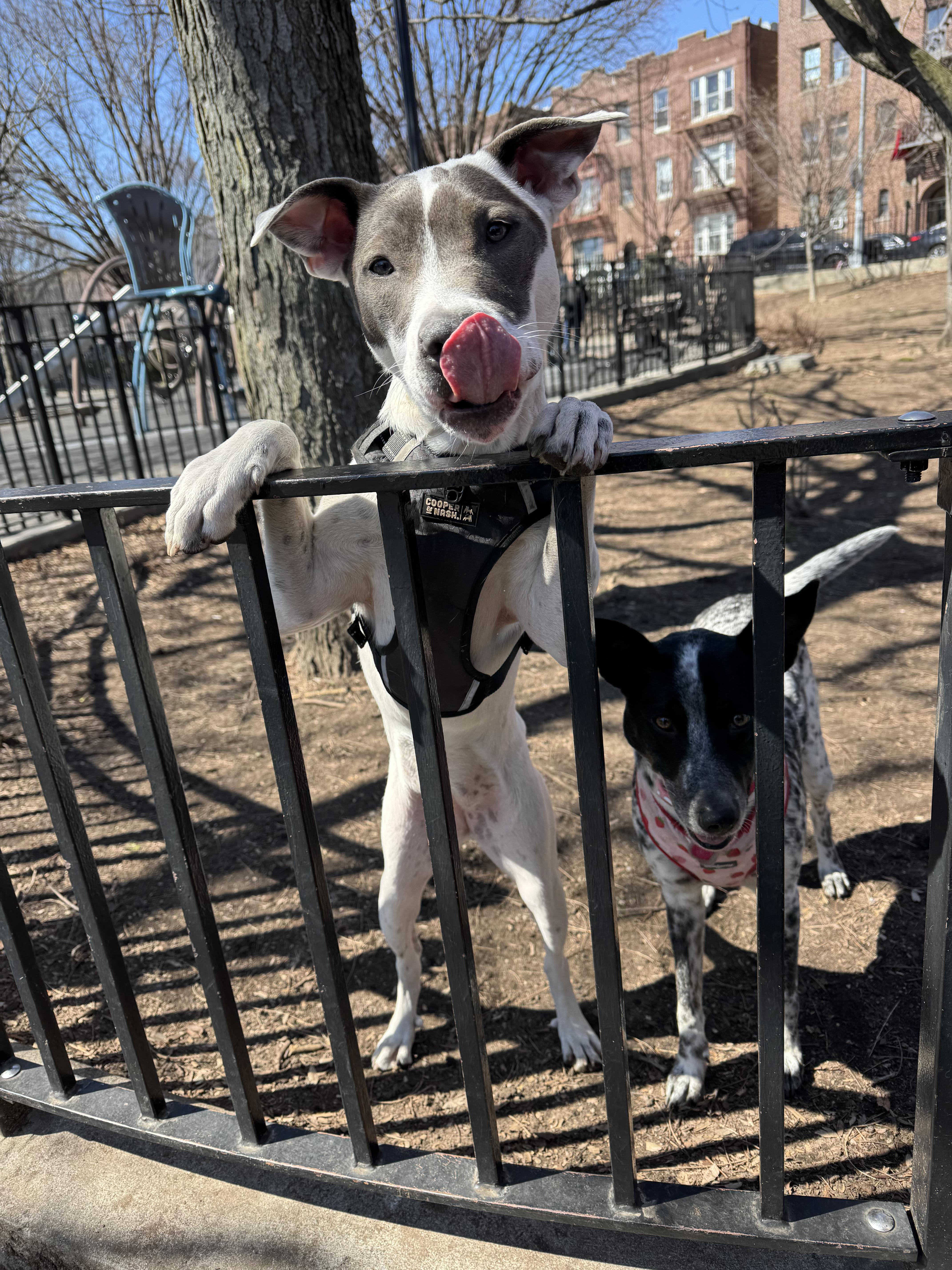 A young medium-sized female White / Cream American Staffordshire Terrier dog named Nala for adoption in Rio Grande, PR