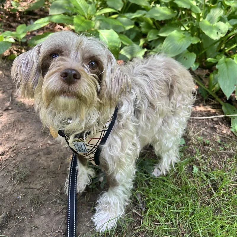 Billy