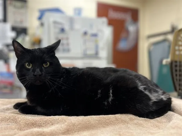 An adult small-sized male Domestic Short Hair cat named Beef Boy for adoption in Aliquippa, PA