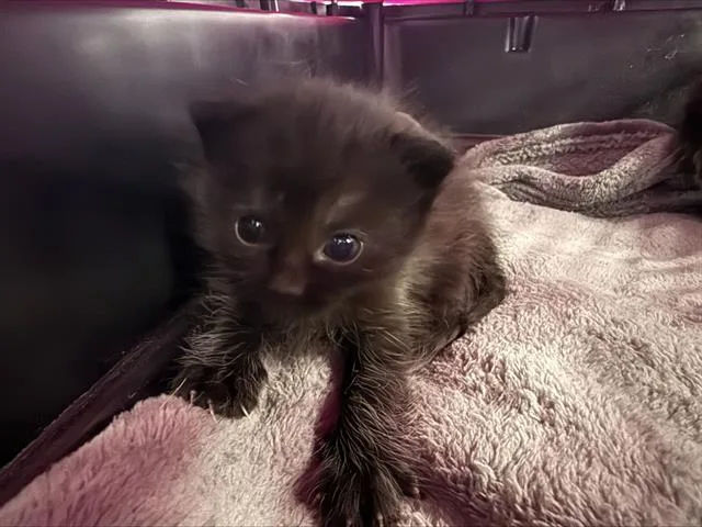 A baby small-sized female Domestic Short Hair cat named Calvin for adoption in Charlotte, NC
