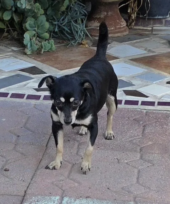 A young small-sized female Bicolor Chihuahua dog named Kika for adoption in Fallbrook, CA