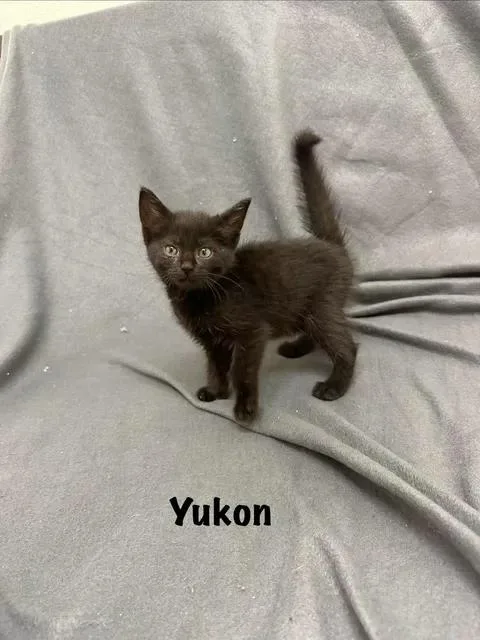 A baby medium-sized male Black Domestic Short Hair cat named Yukon for adoption in Port Lavaca, TX