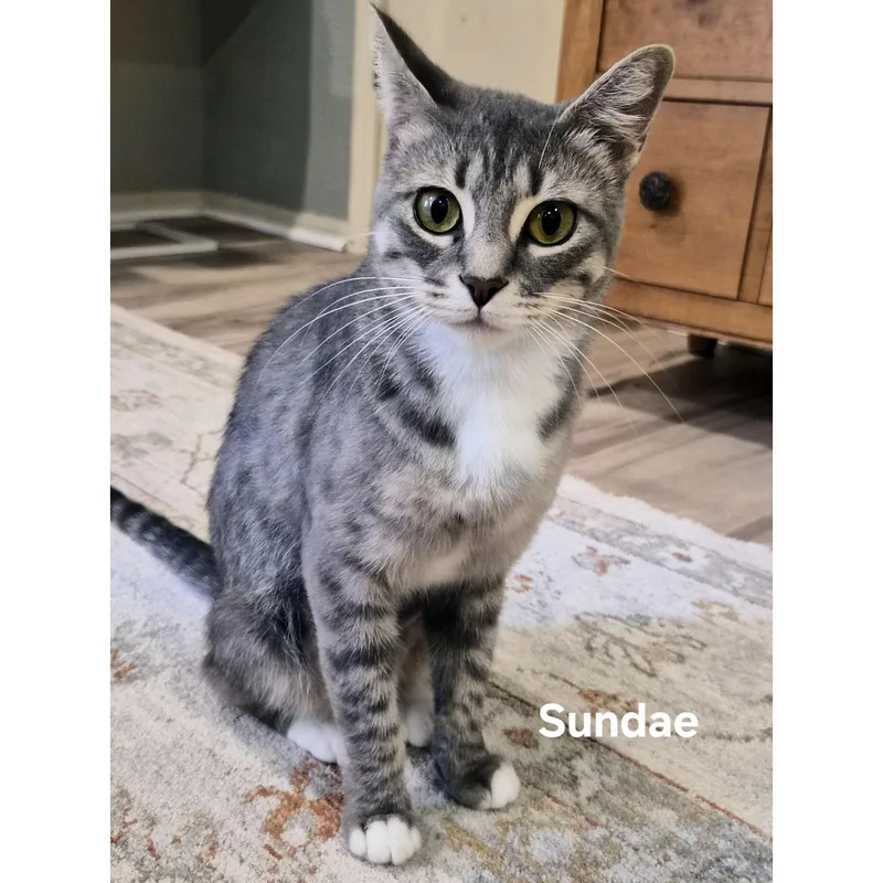 Sundae