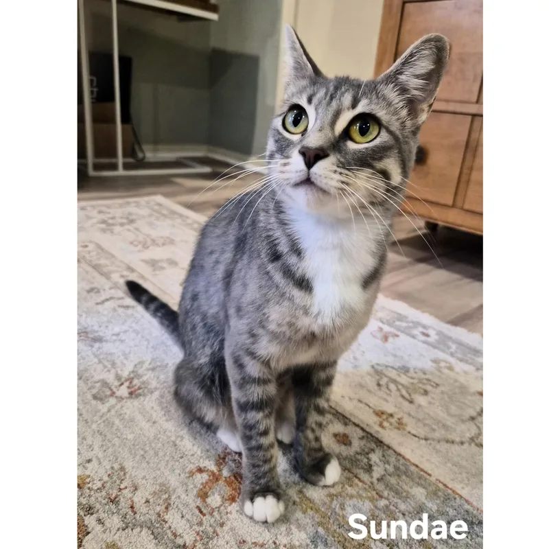 Sundae thumbnail 2