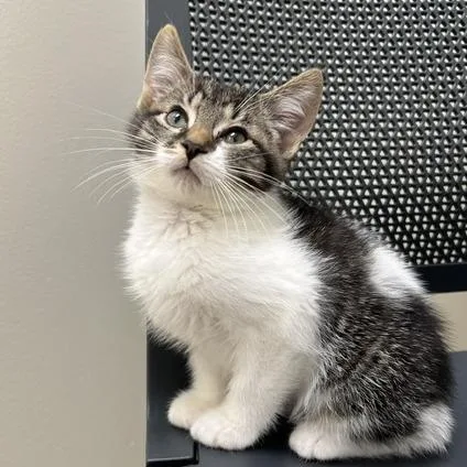 A baby small-sized male Brown / Chocolate Domestic Short Hair cat named Ted for adoption in Chaska, MN