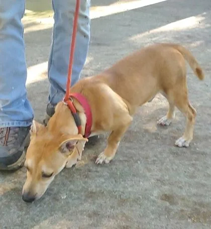 A baby medium-sized male Yellow / Tan / Blond / Fawn Mixed Breed dog named Bozo for adoption in Fernandina Beach, FL