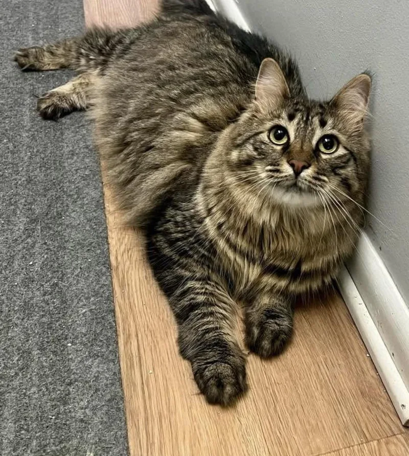 A young medium-sized female Domestic Medium Hair cat named Billieand Hudson for adoption in Warminster, PA