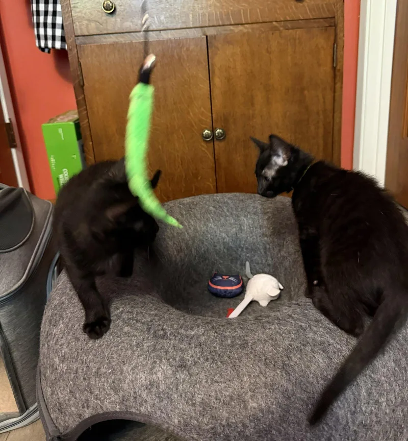 A baby medium-sized female Black Domestic Short Hair cat named STAR  Bonded with for adoption in Fremont, CA