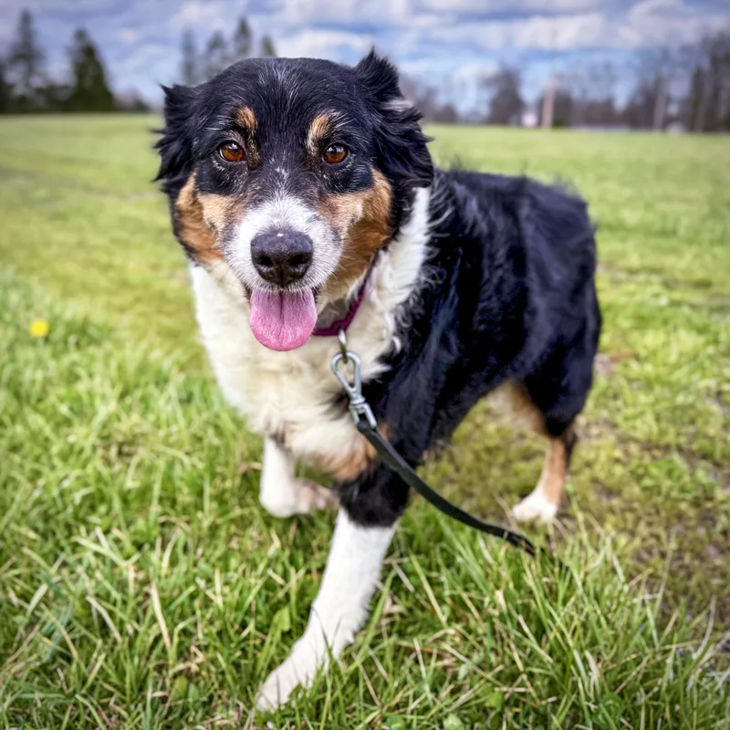 An adult medium-sized female Tricolor (Brown, Black, & White) Australian Shepherd dog named Dove for adoption in Ashland, OH