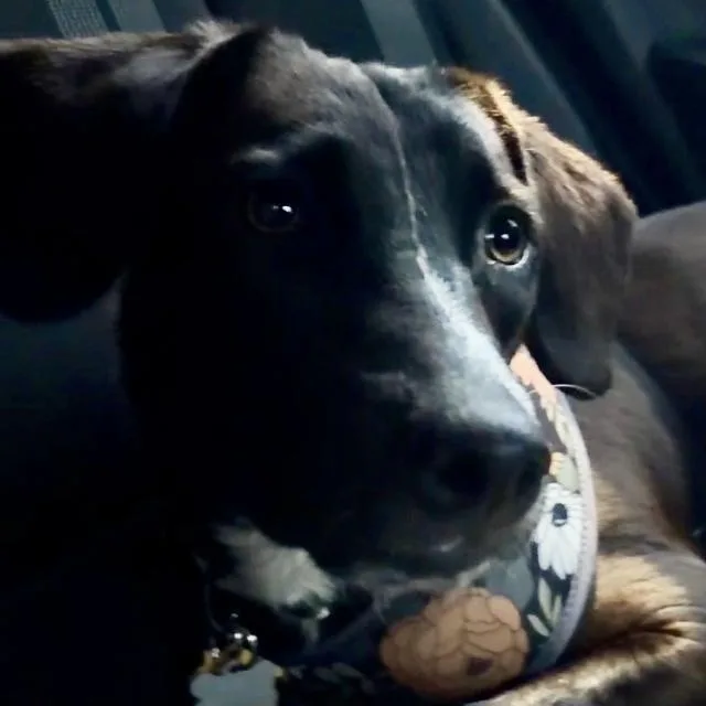 Riley thumbnail 4