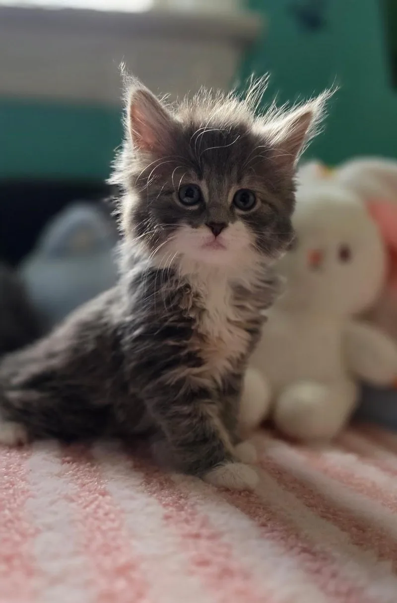 A baby medium-sized female Tabby (Brown / Chocolate) Domestic Long Hair cat named Magnolia for adoption in Wayne, NJ