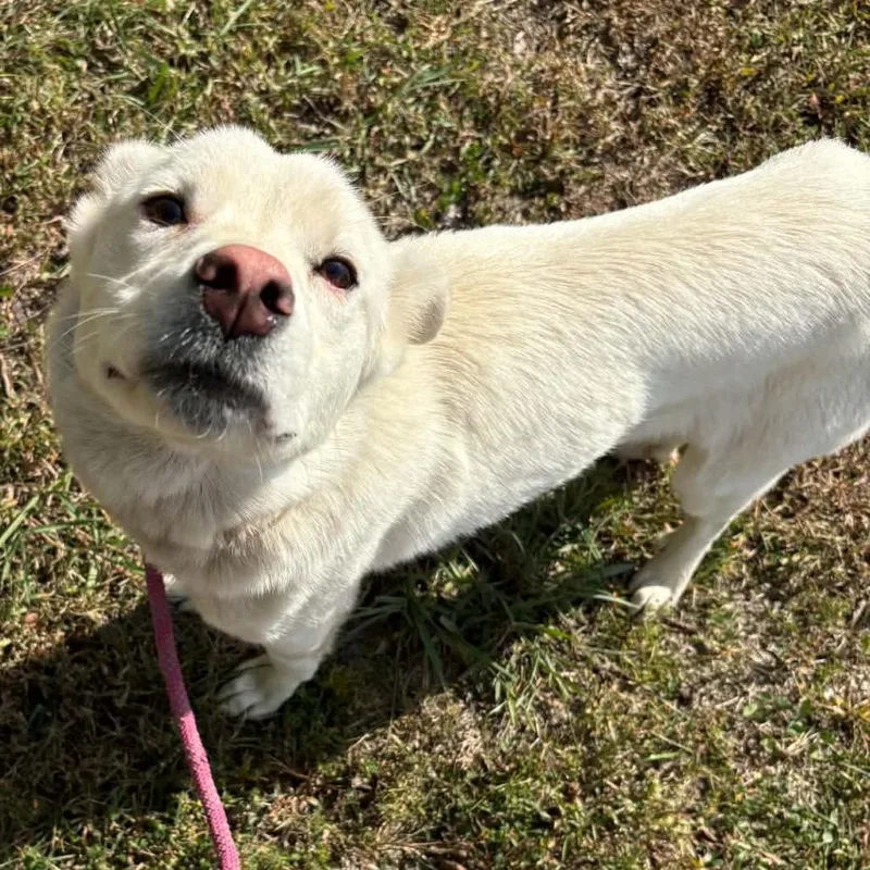 A young medium-sized female White / Cream Great Pyrenees dog named Cloud for adoption in Gordonsville, TN