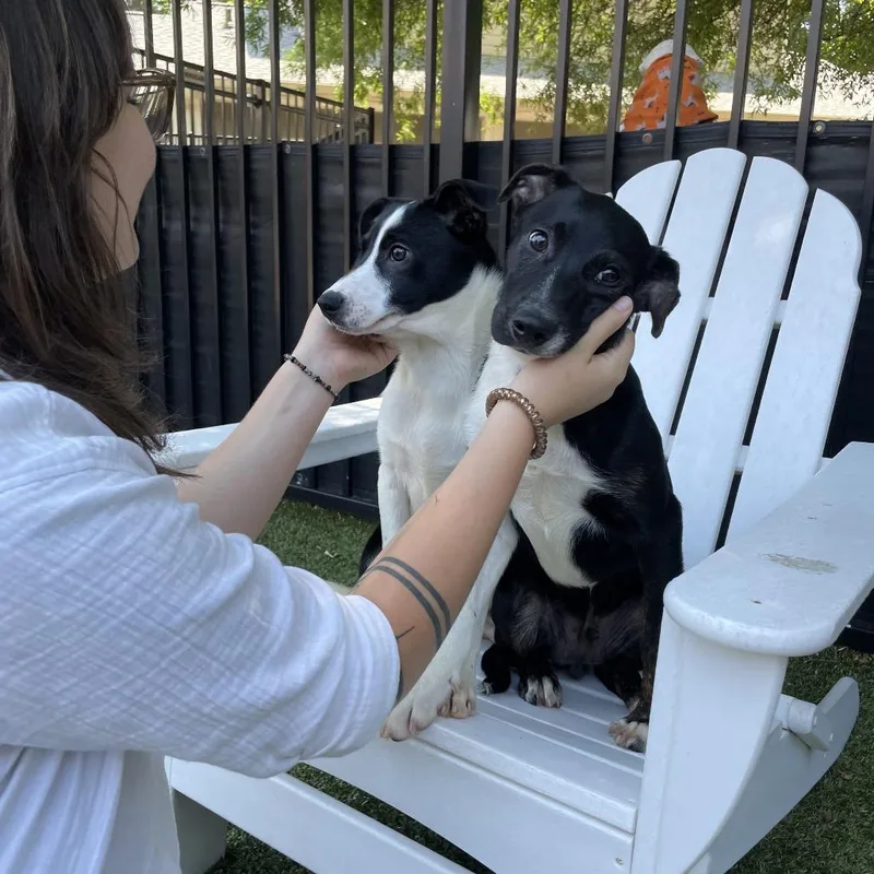 A baby medium-sized male Black Border Collie dog named Jaxon for adoption in Charlottesville, VA
