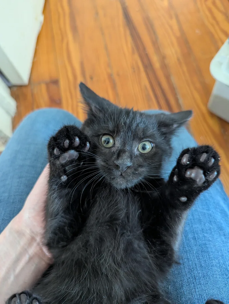 A baby medium-sized male Black Domestic Short Hair cat named Magic for adoption in Haddon Heights, NJ