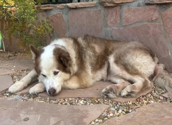 A senior large-sized female Siberian Husky dog named Mini for adoption in San Diego, CA