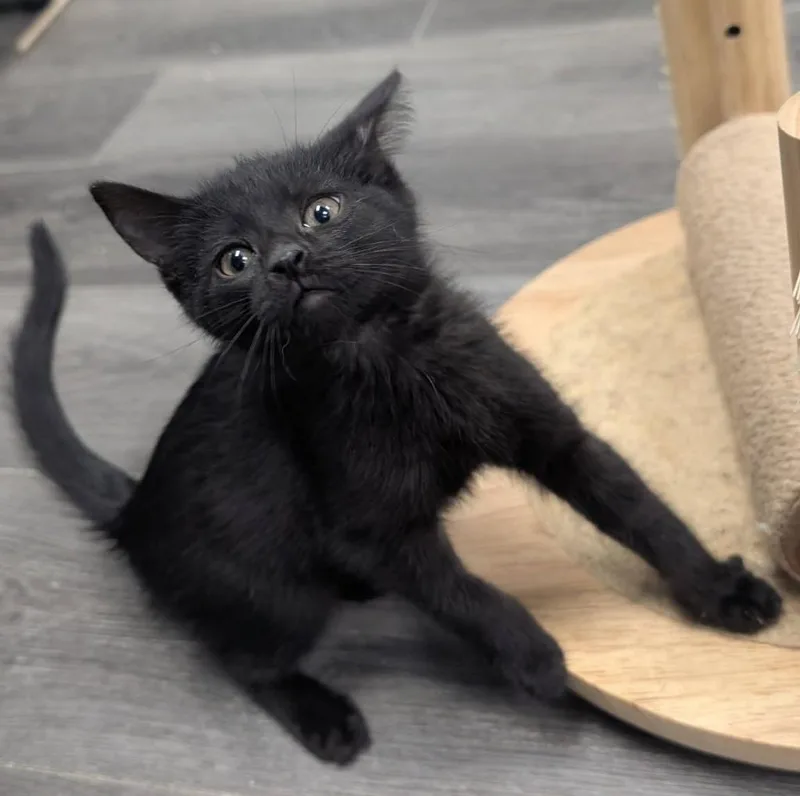 A baby medium-sized female Domestic Short Hair cat named Selene for adoption in Warren, MI