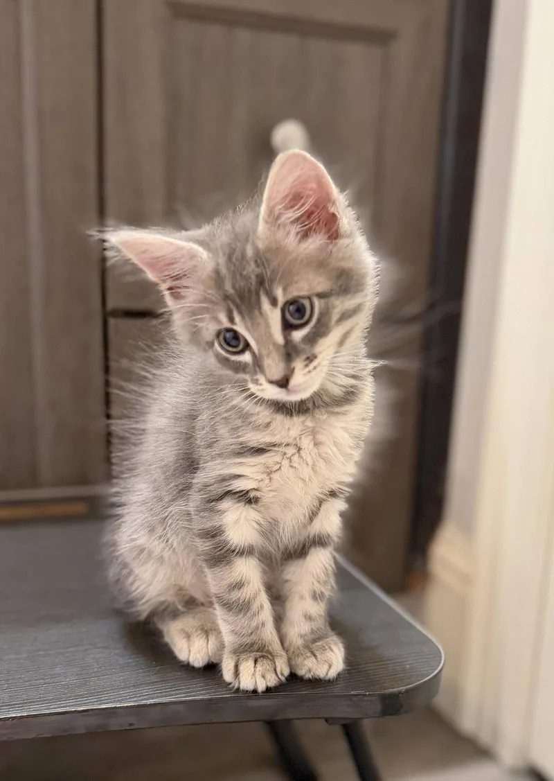 A baby small-sized male Domestic Medium Hair cat named Harry for adoption in Orlando, FL