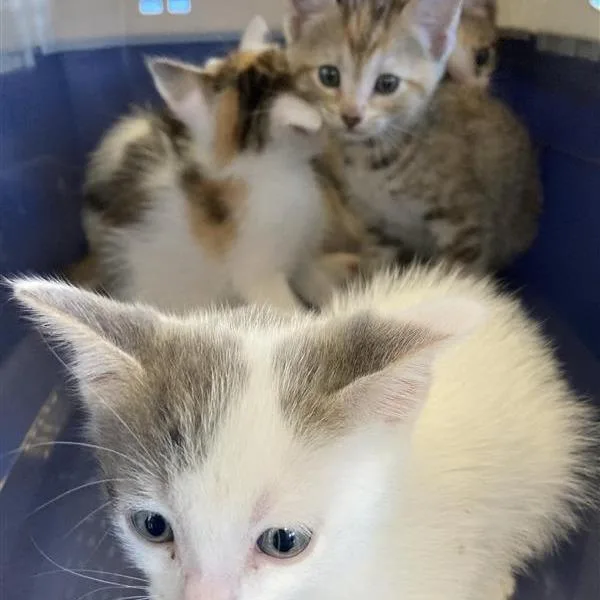 A baby small-sized female Calico Domestic Short Hair cat named Echo for adoption in Hawthorne, CA