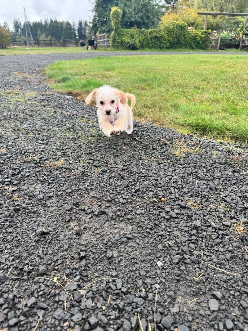 A baby small-sized female Apricot / Beige Miniature Poodle dog named Sky for adoption in Ephrata, WA