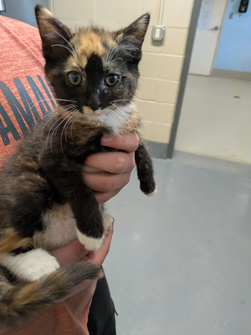 A young small-sized female Tortoiseshell Domestic Medium Hair cat named Pumpkin for adoption in Bedford, VA