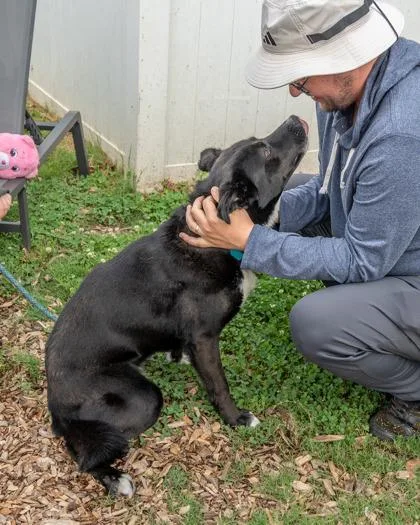 An adult large-sized female Mixed Breed dog named Tutty for adoption in Chamblee, GA