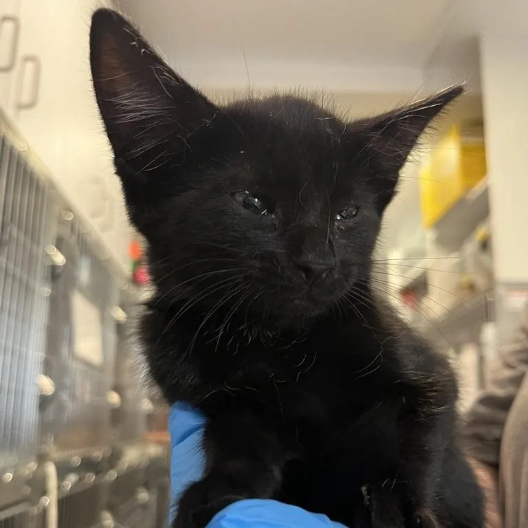 A baby small-sized male Domestic Short Hair cat named Aladdin for adoption in Los Angeles, CA