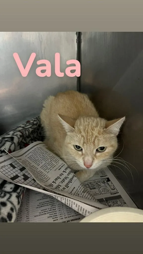 A young medium-sized female Domestic Short Hair cat named Vala for adoption in Kendallville, IN