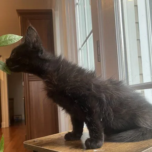 Goofball