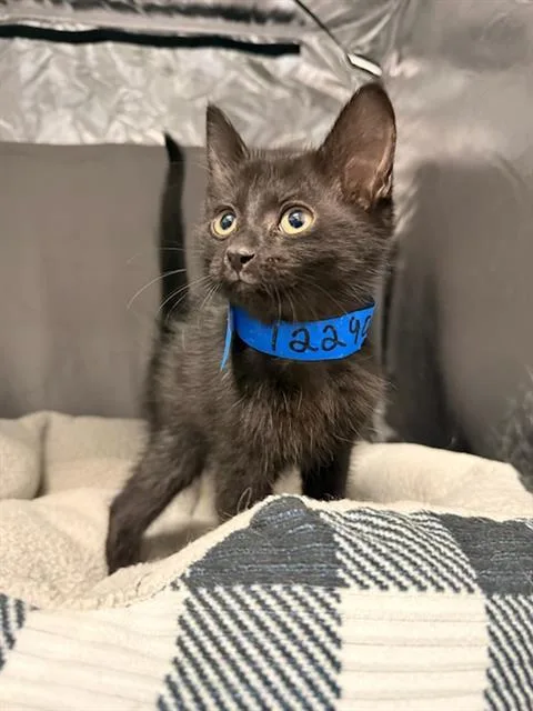 An adult small-sized male Domestic Short Hair cat named Asiago for adoption in Appling, GA