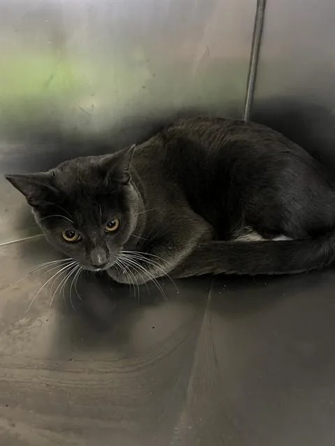 A young small-sized male Domestic Short Hair cat named Smokey A for adoption in San Andreas, CA