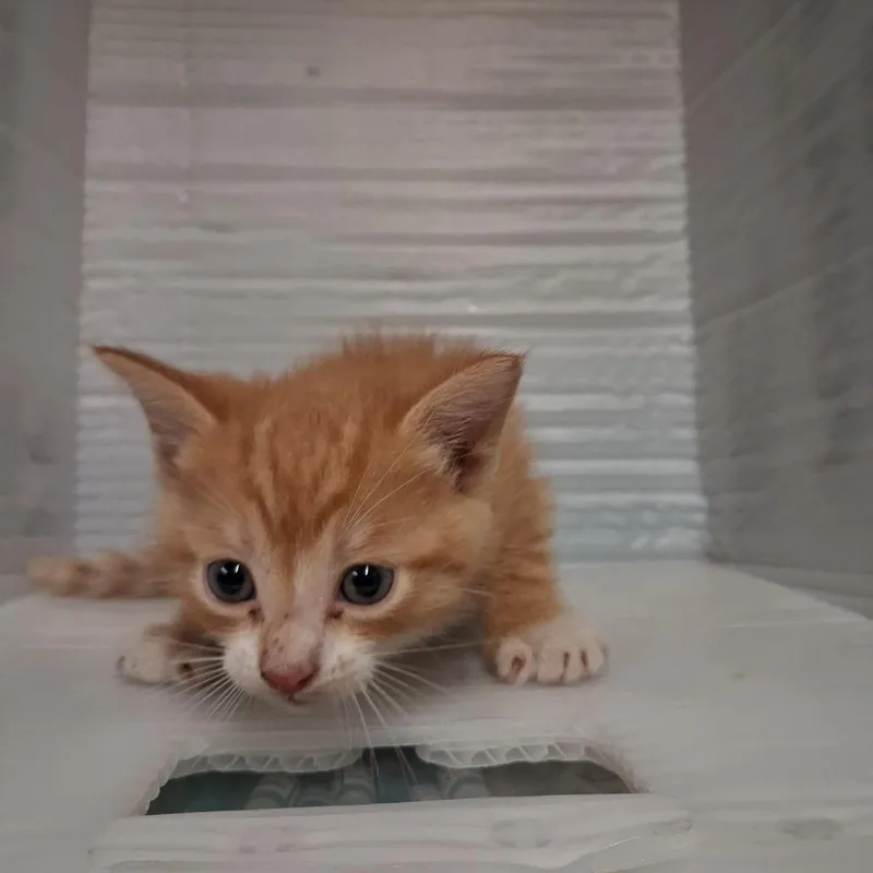 A baby small-sized male Orange / Red Domestic Short Hair cat named Sugarland for adoption in Pauls Valley, OK