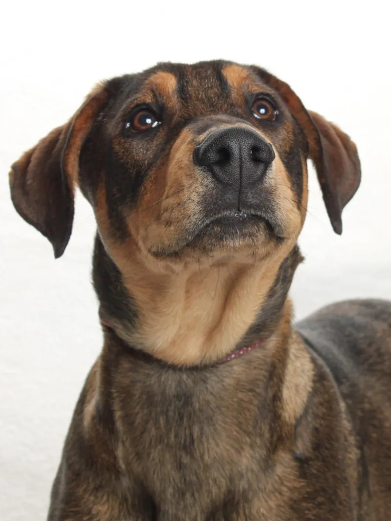 A young large-sized male Bloodhound dog named Jake for adoption in Burbank, CA